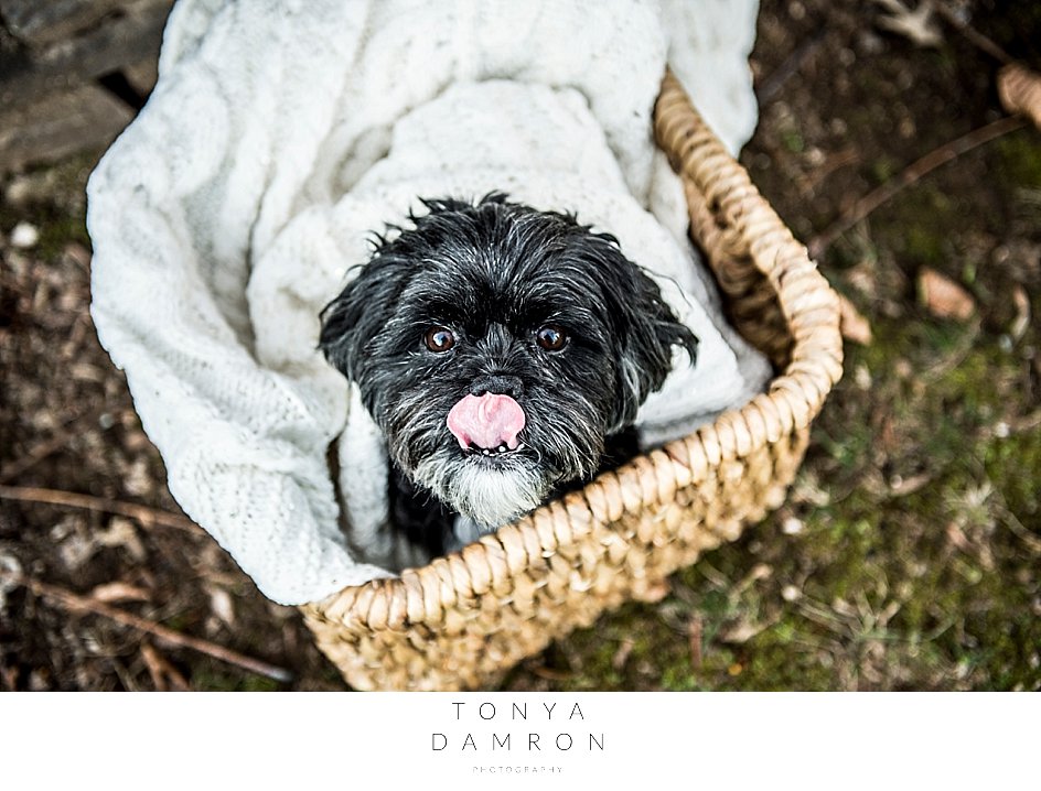 knoxville tn dog photographer