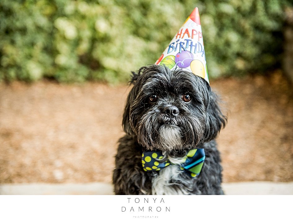 knoxville tn dog photographer 1144